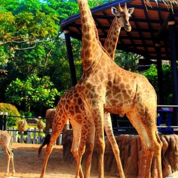 Huahin Safari Adventure 華欣動物園