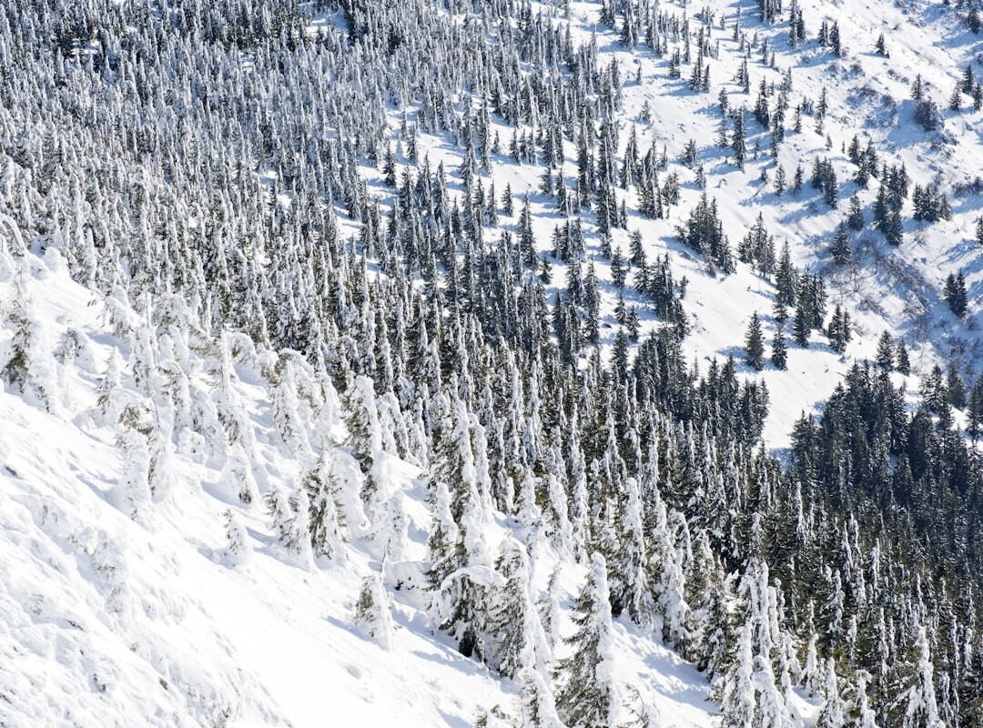 神居滑雪場官方林間粉雪區,穿梭在白樺林間滑過及膝粉雪