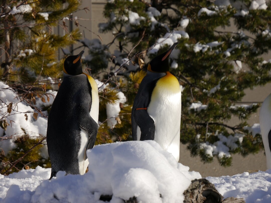 旭山動物園冬季企鵝散步,神居滑雪場周邊必訪景點